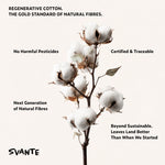 A vertical graphic featuring a regenerative cotton boll stem on a warm off-white background with several text callouts around it. The text reads: 'REGENERATIVE COTTON.