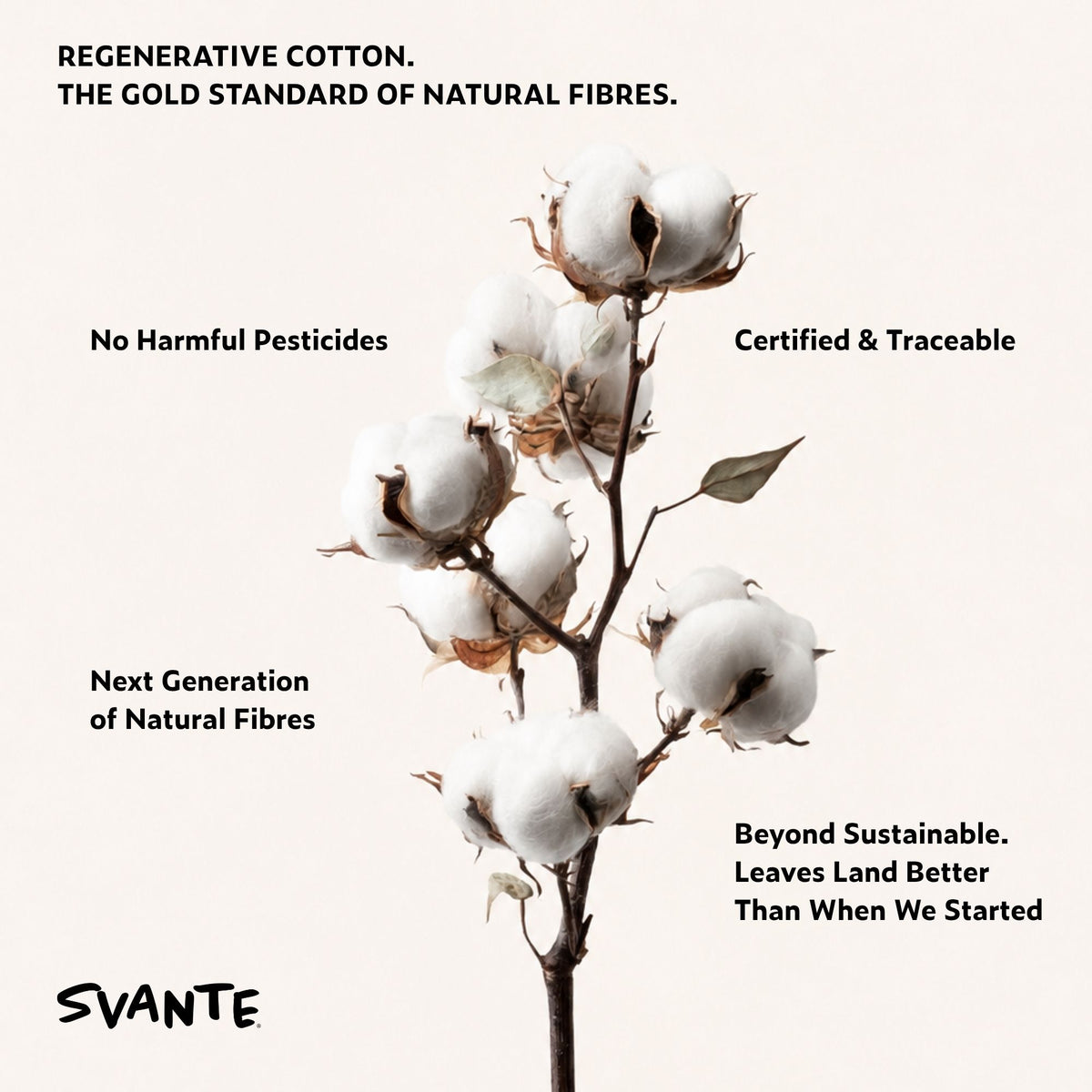 A vertical graphic featuring a regenerative cotton boll stem on a warm off-white background with several text callouts around it. The text reads: 'SVANTE REGENERATIVE COTTON.