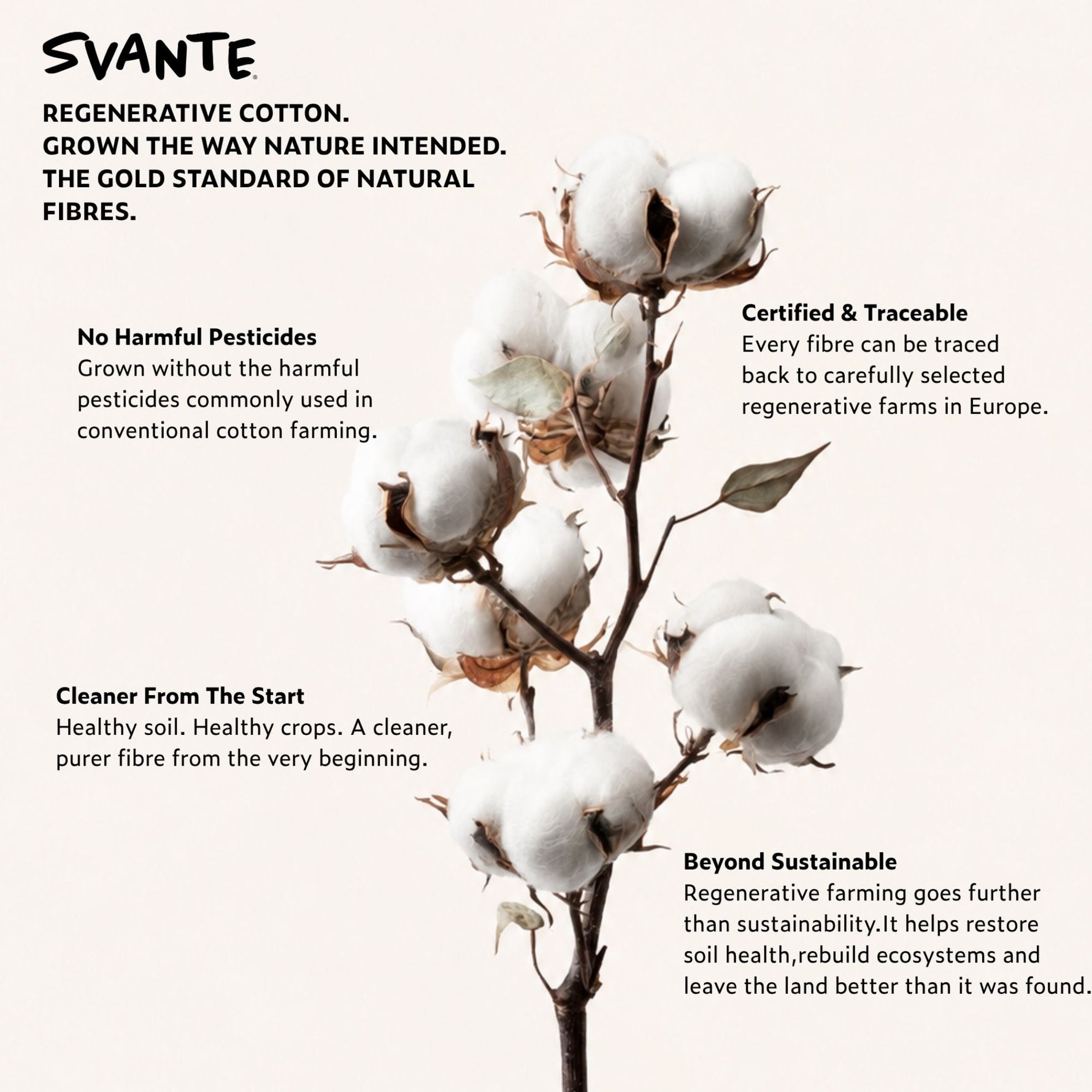 Regenerative cotton plant with text about regenerative cotton farming on a white background. 